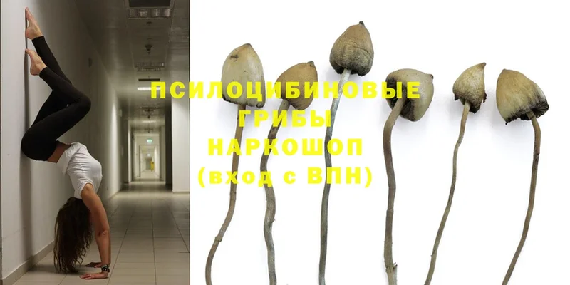 кракен зеркало  Байкальск  Галлюциногенные грибы MAGIC MUSHROOMS  как найти наркотики 